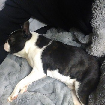 millypod1's tweet photo. 🆘LYSY #Lost #ScanMe  Black &amp; White Boston Terrier Male
Clive Terrace #Lidget #Bradford West Yorkshire #BD7
 https://t.co/5oYib2OybS https://t.co/nTWFAHAJRq