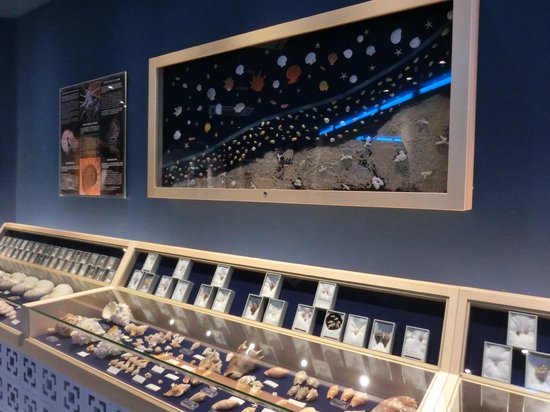 FemoraleShells's tweet image. Shell Museum, Kouri Ocean Tower, Okinawa, youtube.com/watch?v=hqaLsV… #Okinawa #Kouri #ShellMuseum #mollusc #marinelife #naturalhistory #Japan #gastropod #bivalve