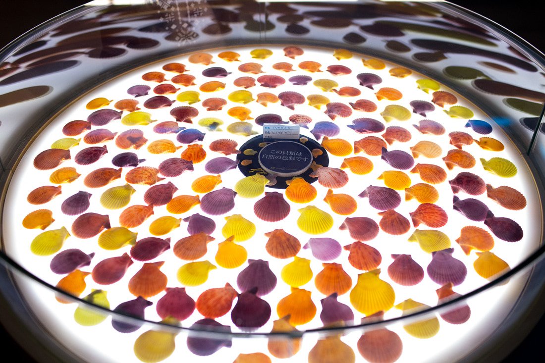 FemoraleShells's tweet image. Shell Museum, Kouri Ocean Tower, Okinawa, youtube.com/watch?v=hqaLsV… #Okinawa #Kouri #ShellMuseum #mollusc #marinelife #naturalhistory #Japan #gastropod #bivalve