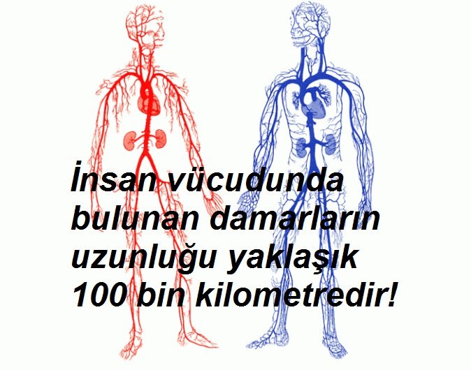 BingoBilgi's tweet photo. İnsan vücudunda bulunan damarların uzunluğu yaklaşık yüz bin kilometredir.
#bingobilgi #pufnoktasi #insan #human  #humanist #vücut #kalpdamar #kalp #damar #tip #doktor https://t.co/f0KpjDb92L