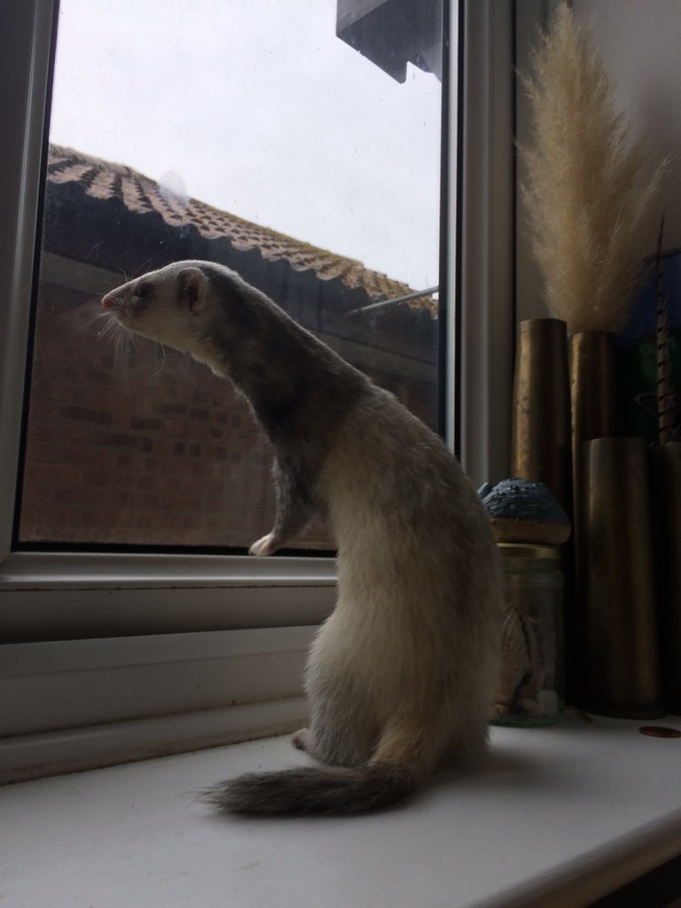 SocksTheNoodle's tweet photo. #WindowWeasel https://t.co/E9w784LcnM