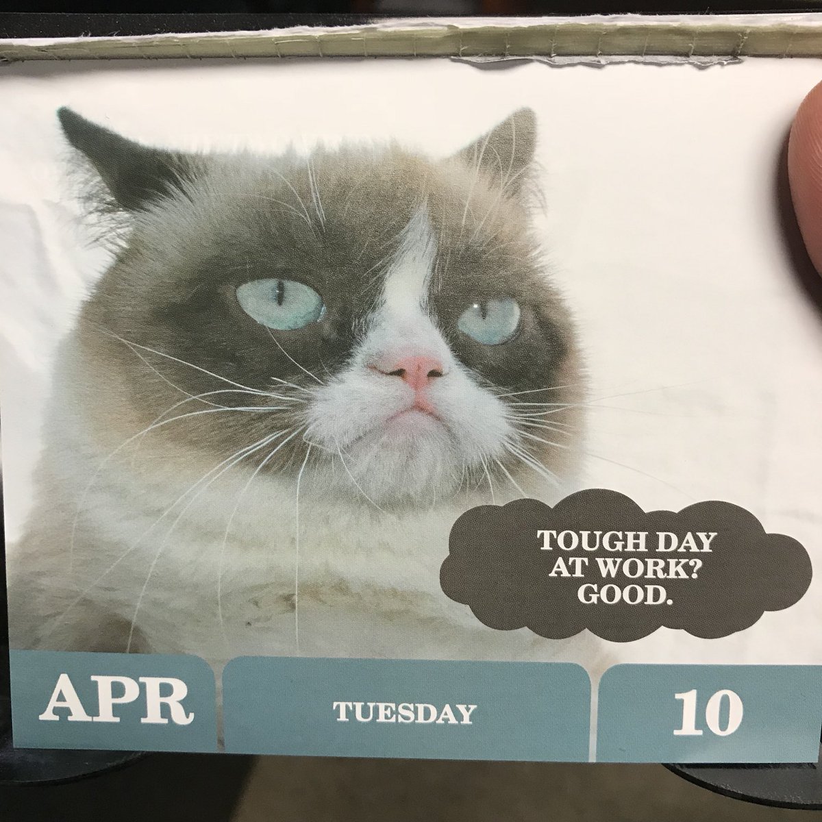 SquatchBecker's tweet photo. @jockowillink @echocharles even Grumpy Cat uses the Jocko Philosophy! https://t.co/nlETeNVQ5c