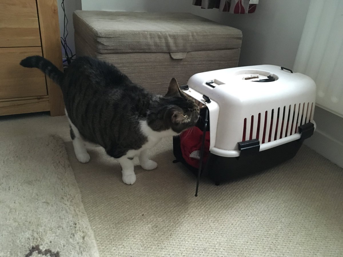 FelixLumpus's tweet photo. Hmm... My humans have brought this thing into my house. I’m not sure what it is, or why it’s here, but I’m not sure I like it... #CatsofTwitter #WhatsInTheBox #TabbyTuesday https://t.co/15UFwrhT8Q