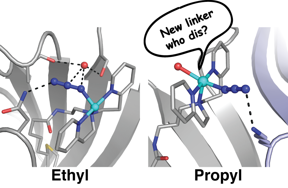borovik_lab's tweet photo. 🚨 #NewScienceAlert 🚨  Check out our latest in @ChemCommun investigating the regulation of the Secondary Coordination Sphere in biotin-Sav Protein host https://t.co/Xqunrajuju #BorovikLab https://t.co/EfadEP5aJh