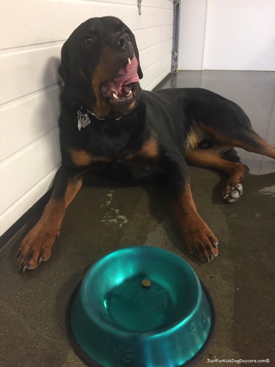 FurKidsDaycare's tweet photo. Have kibbles stuck in my mouth ๐๐ #moderndogproblems https://t.co/WAKLizCl2N