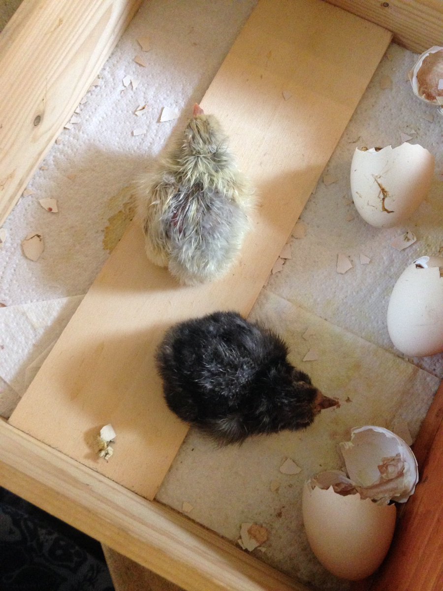 RRolinka's tweet photo. #ChickenHour this saturday's arrivals. #Owlbeard #Moorhead #rarebreed https://t.co/hGob8lqf0l