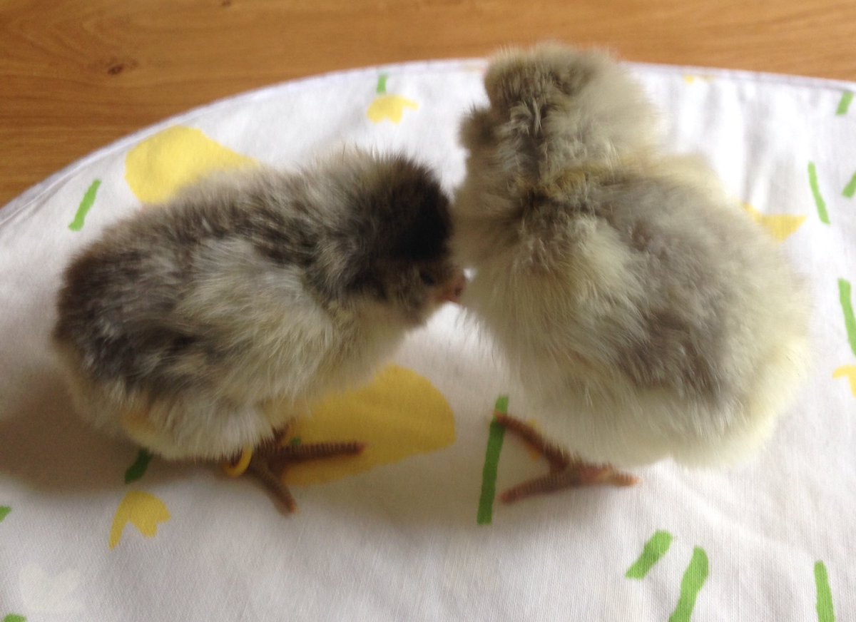 RRolinka's tweet photo. #ChickenHour this saturday's arrivals. #Owlbeard #Moorhead #rarebreed https://t.co/hGob8lqf0l