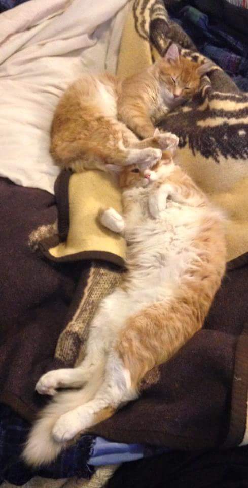 ElestialR's tweet photo. My cute cats. How I love them, but oh how they are troublesome. Their antics give me inspiration to write something funny, so that people will have a good laugh because laughter is medicine for the soul. 
#cats 
#writerslife 
#inspiration https://t.co/7PDfkpLj8W