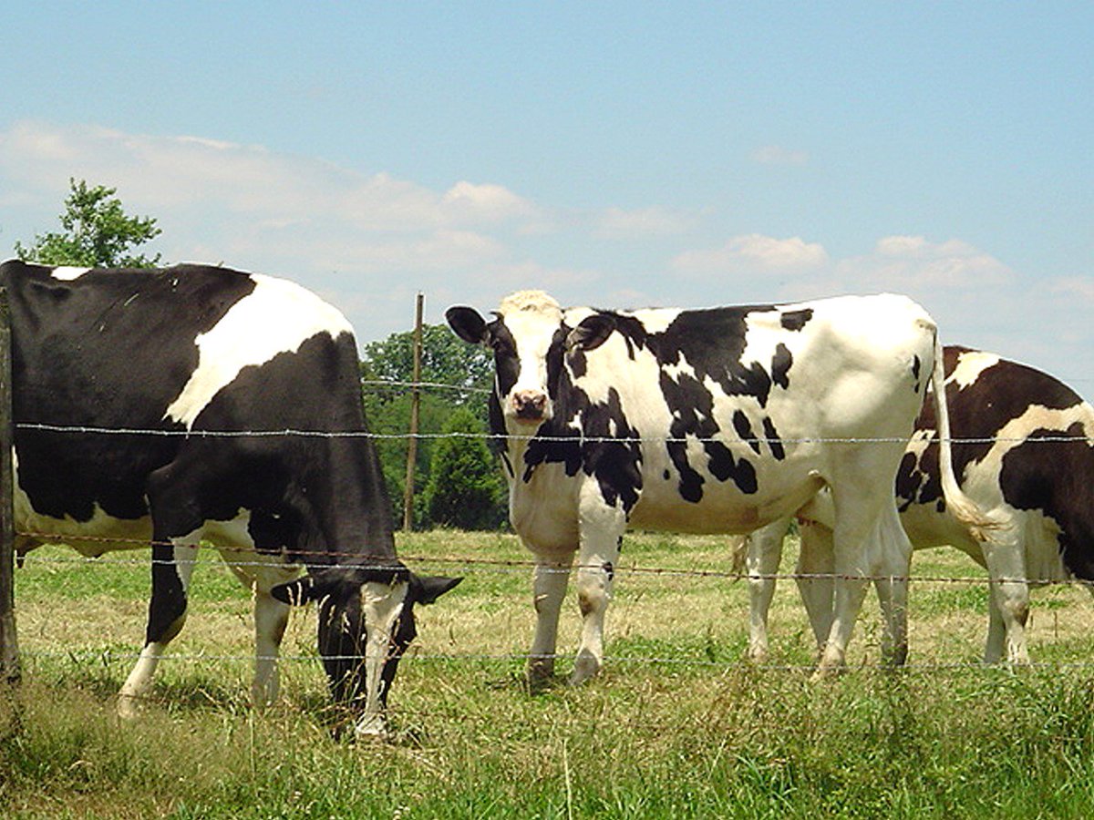 AgCareers's tweet photo. Excellent opportunity with @dfamilk in KANSAS CITY: Work as Manager of #DairyScience and #FarmPractices. Lead cooperative and industry initiatives related to #AnimalHealth, production systems, and on-farm practices. Apply now on https://t.co/ULmqk7DpyV: https://t.co/AiX3jkbmi5 https://t.co/JGx0JGSfJ6