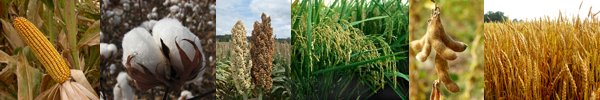 ARCrops's tweet photo. Arkansas Crop Update - April 10, 2018 #webinar #ARrice #ARcorn #ARwheat #plant18 #ARsoybeans https://t.co/yWMxtelDpG https://t.co/yCFsikEo6w