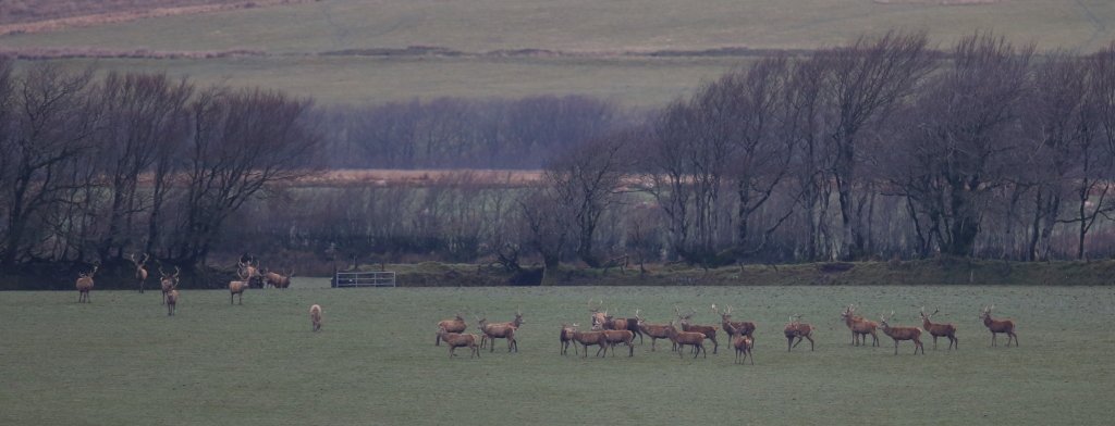 robinmmorrison's tweet photo. Always lovely to come across a large herd of stags in a quiet corner of Exmoor at the weekend. Spot the fox !!  :-) https://t.co/wOJdvmw85O