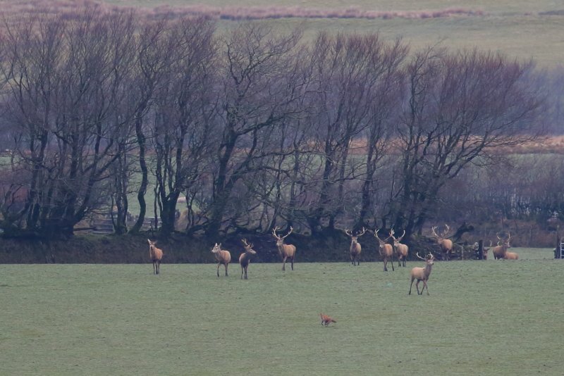 robinmmorrison's tweet photo. Always lovely to come across a large herd of stags in a quiet corner of Exmoor at the weekend. Spot the fox !!  :-) https://t.co/wOJdvmw85O