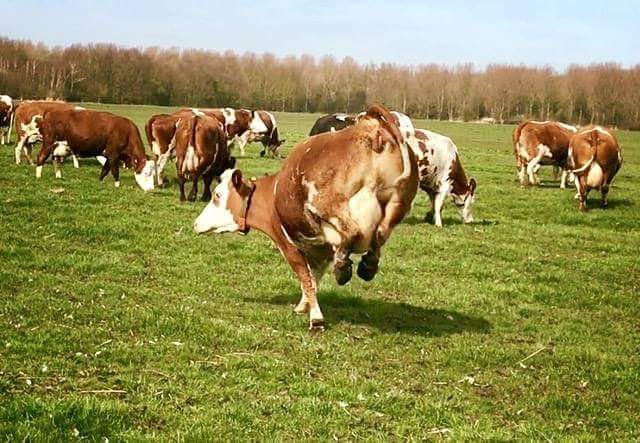 Koeiendans is dit jaar op zondag 15 april! Om 10.00 uur is de boerderij open en 11.00 uur gaan ze naar buiten! #koeiendans