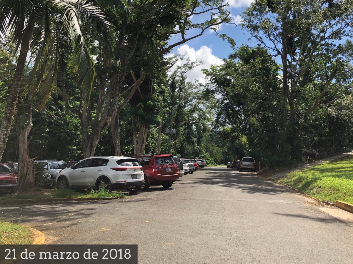 ReforestacionCo's tweet photo. A seis meses de María ya el Jardín Botánico de la @UPR_Oficial se ve saludable.
Muchos ecosistemas tuvieron pérdidas irreparables, por eso estamos en el proceso de escoger un lugar para que juntos reforestemos lo que se perdió.

📷: G. Potts (via FS Tropical Research) https://t.co/MDae2FXSGL