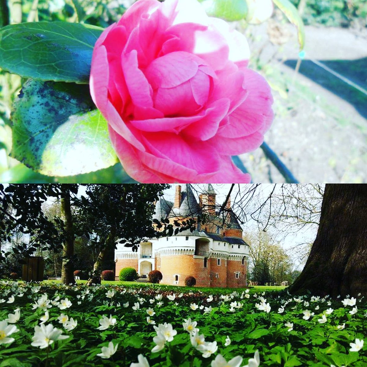 Château De Rambures On Twitter Si La Rose Est La Vedette