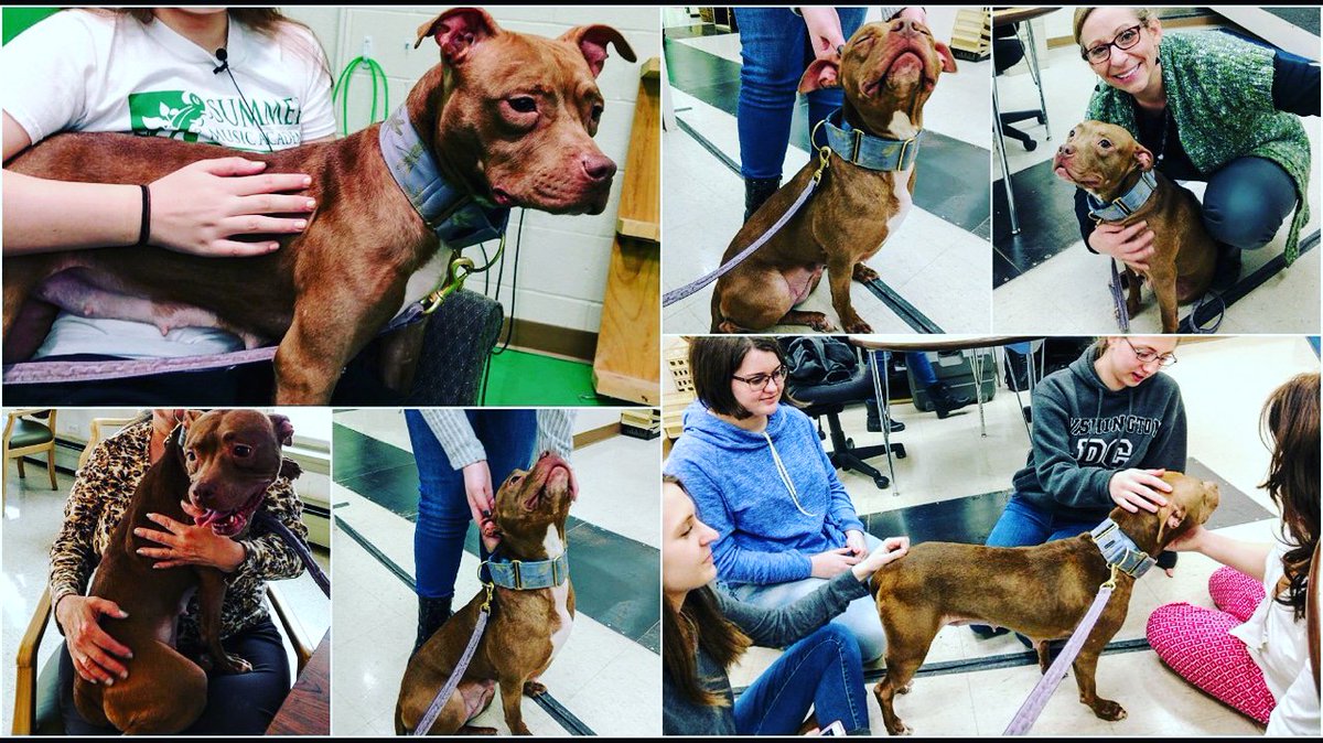 anna shelter near me