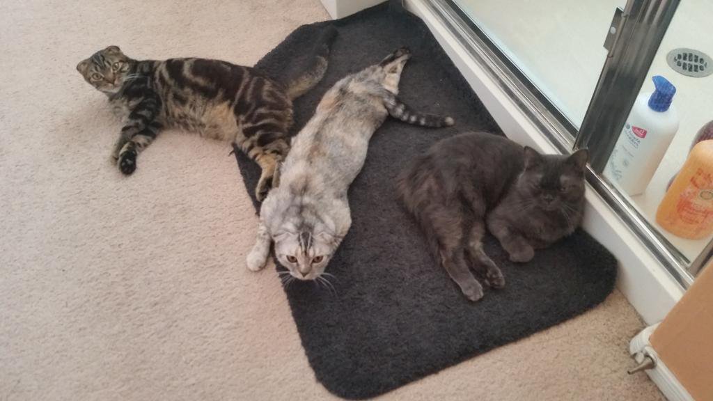 Sexy_M0nkey's tweet photo. (=ㅇᆽㅇ=) #CatZone #NationalSiblingsDay #ActNatural https://t.co/pCJxWVIjoA