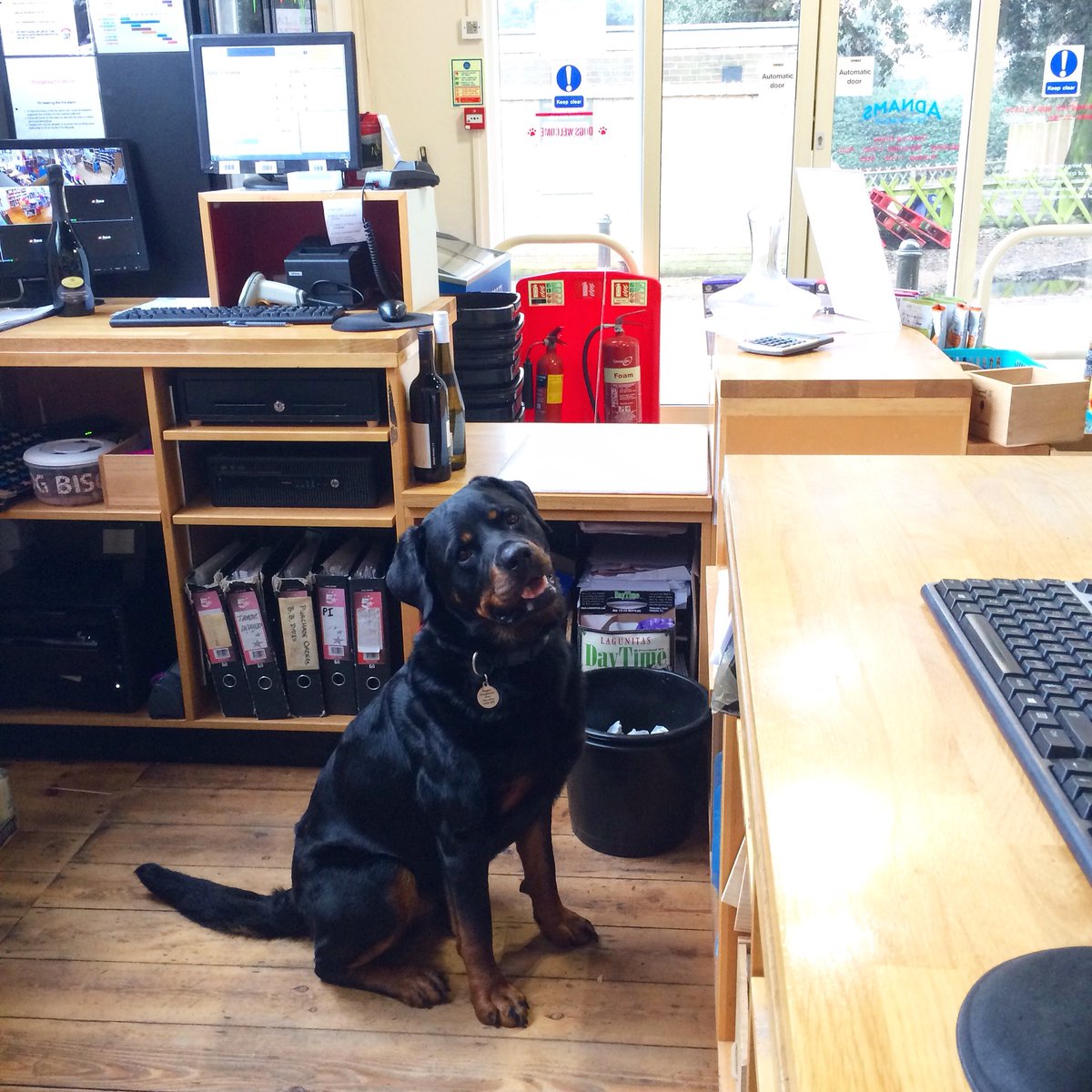 Meet our newest employee, Gerald! He’s hardworking, loyal and super friendly! 🐶 #WeLoveGerald #AdnamsLovesDogs