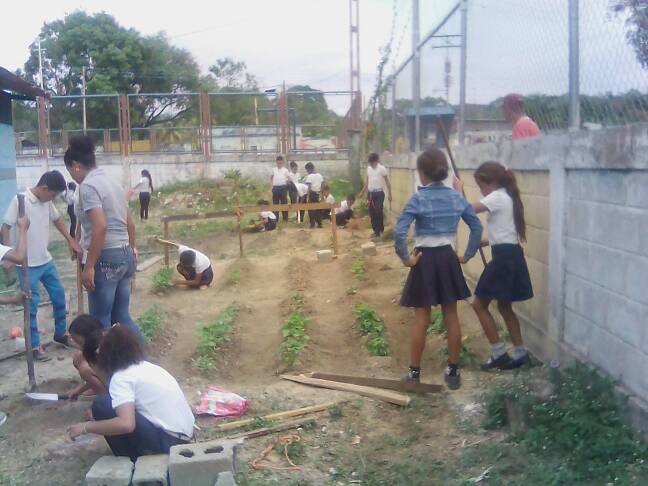 cbitsimonplanas's tweet photo. Siembra de Caraotas E.E Sabaneta dentro del proyecto Socio productivo @CbitLara @AurimarVargas1 @salasimonplanas @MPPEDUCACION https://t.co/OXXEx7bOOD