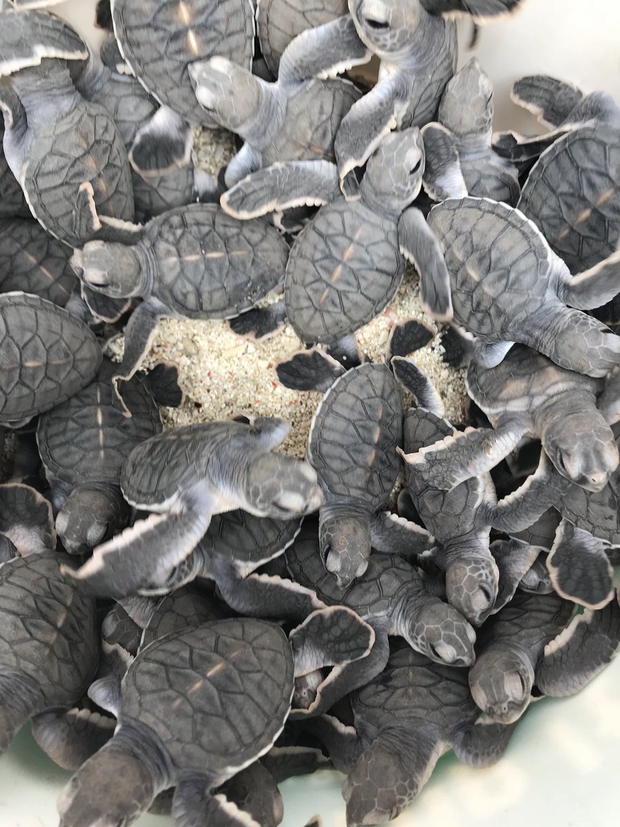 Rescuing sea turtle hatchlings on #LadyElliotIsland! These guys had compromised nests, and we were lucky enough to join the experts as they helped save theirs lives! 🌿☀️