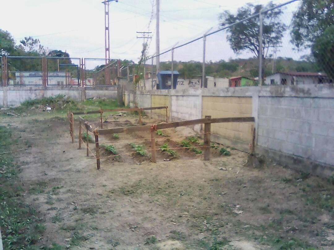 cbitsimonplanas's tweet photo. Siembra de Caraotas E.E Sabaneta dentro del proyecto Socio productivo @CbitLara @AurimarVargas1 @salasimonplanas @MPPEDUCACION https://t.co/OXXEx7bOOD
