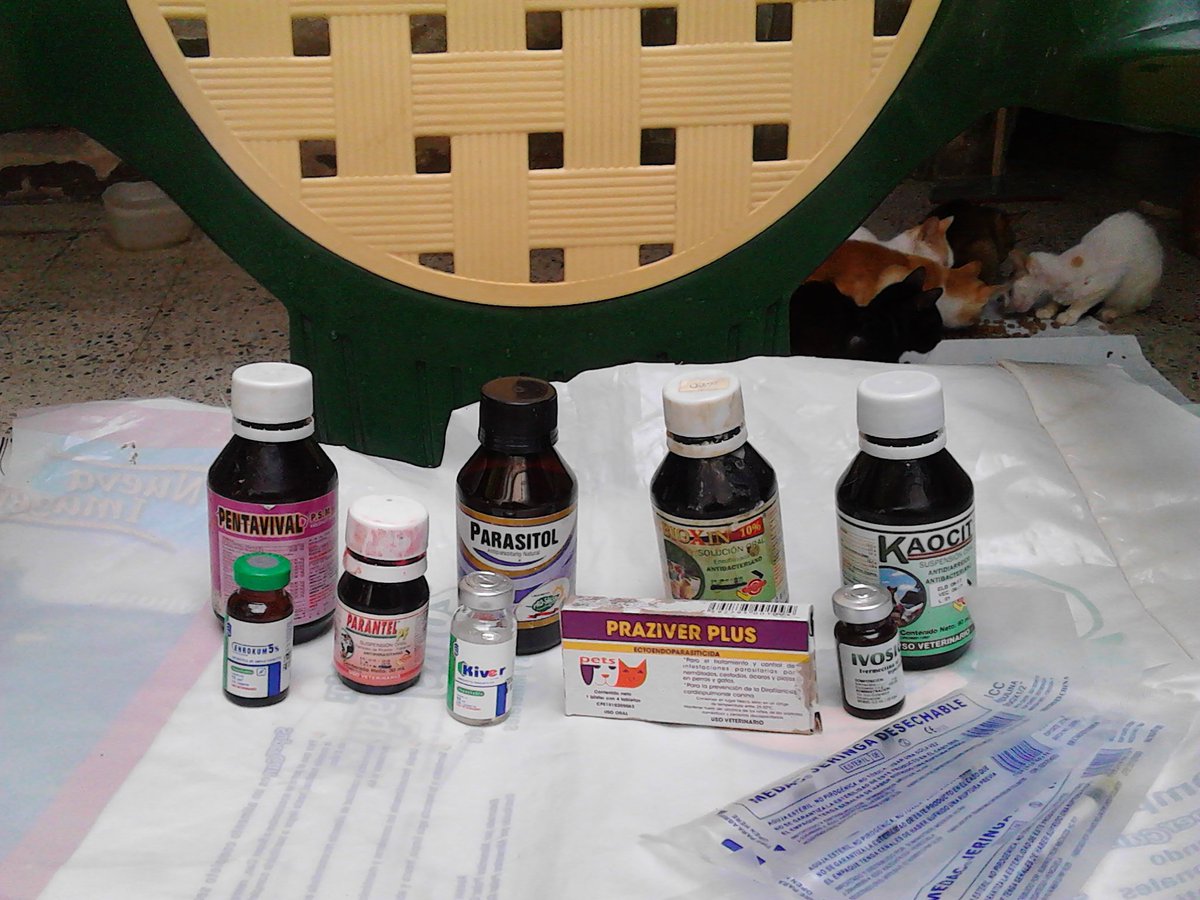 Our fundraiser hasn't received any visits in a week and we've had several veterinary expenses on top of the food we can barely cover... The life of our dear cats depend exclusively on this kind support. If you can't donate, please help us with a RT. Thank you very much 🙏🏼