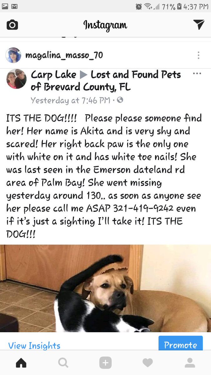 MagalinaMasso's tweet photo. Can we #HelpHerPlease ? #PalmBay #Florida Area. @PalmBayPD @PalmBayGuitars @palmbayspritz @palmbayccomm @PalmBayCafe @PiratesPalmbay @PalmBay_Wines @Palmbaybootfair @PalmBayFordFL @Yay4palmbay @peta @lostdogrescue @lostdogdance @TheAnimalVines https://t.co/rnW9w5AQNk