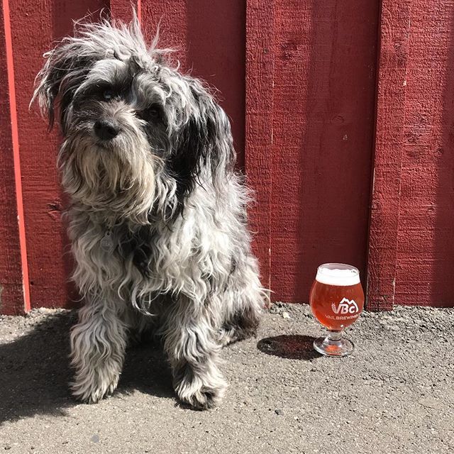 Vail Brewing Company tweet media