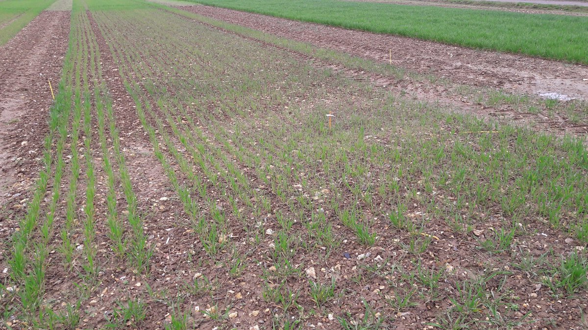 saripelt's tweet image. Lannoittamatta 170 vuotta ja vielä kasvaa #Rothamsted