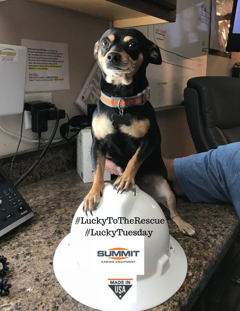 summitcasing's tweet photo. It's Tuesday and Lucky is working extra "hard" today. #HardHat #SafetyFirst #WestTexas #OilRig #SummitCasing #LuckyToTheRescue #LuckyTuesday https://t.co/FpoVrB5M7k