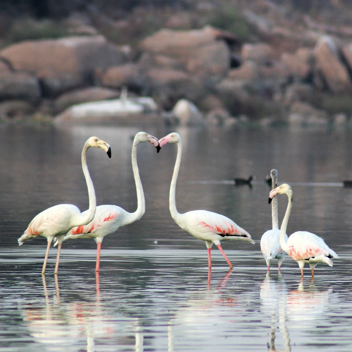 rcc_pipes's tweet photo. Flamingos at Ameenpur Lake, Hyderabad. https://t.co/aWZUdhxiYi