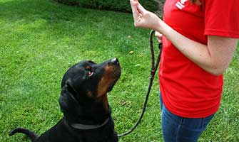SFBizResources's tweet photo. https://t.co/RaVtEbqlMC #dogsoftwitter #dogtraining #Albuquerque #NewMexico https://t.co/GNQPPesoZr