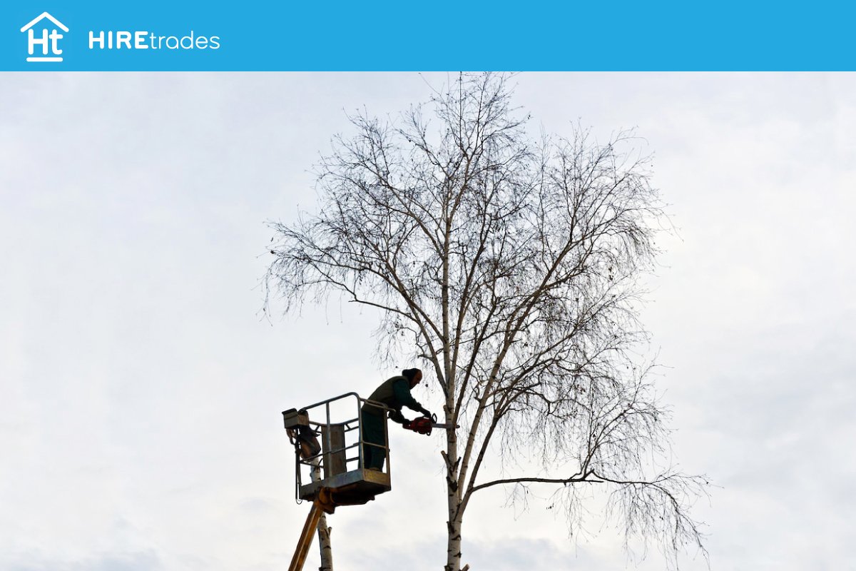 HIREtradesAU's tweet image. Knowing when and how to hire an #arborist is an important decision for property owners. Read about the benefits of hiring an arborist for your #treeservice needs. #treeconsulting #treeremovalservice #newcastlensw #newcastlebuilder #newcastletradies #hiretrades