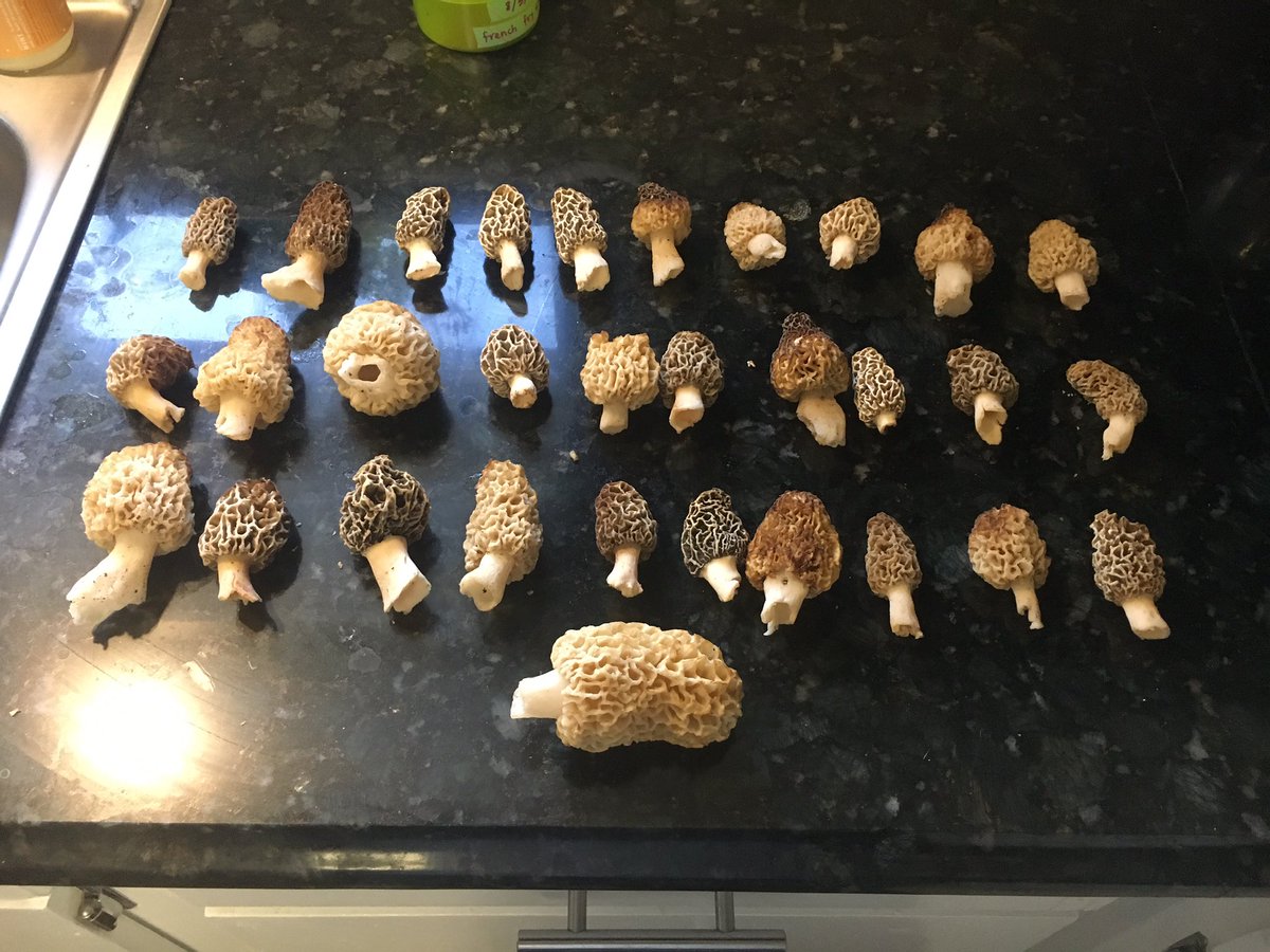 oklahungry's tweet photo. Morels!! https://t.co/4mM8kEpGQa