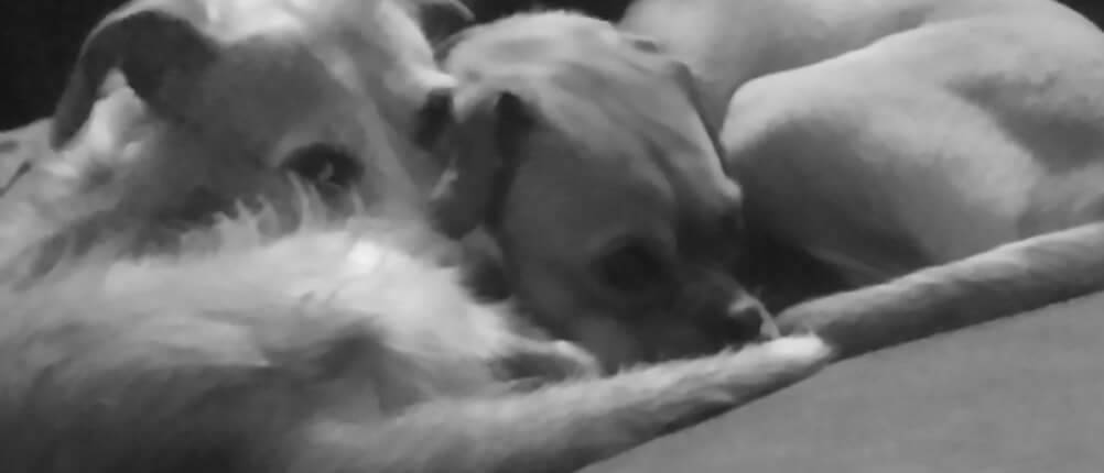 LucyOKScentClub's tweet photo. We luv our furry friends and know you do too! That's why we will NEVER test or use raw materials that have been tested on animals! #CSLove #OkSuds #ProtectourAnimals #RT Follow me for daily Bath&amp;Body Tips. https://t.co/25sIiHlHGF