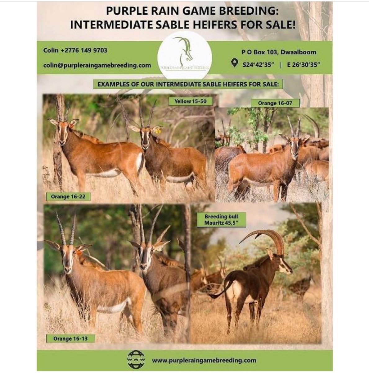 PRGameBreeding's tweet image. #PurpleRainGameBreeders Intermediate #Sableheifers for sale! 

For more info ☎️ Colin on +27 76 149 9703

#PurpleRainGameBreeding 
#GameBreedersSouthAfrica
#SableHeifersForSale
#MatetsiSable
#ZambianSable
#SableAntelope 
#SableHeifers
#PregnantSableHeifers
#Hunting