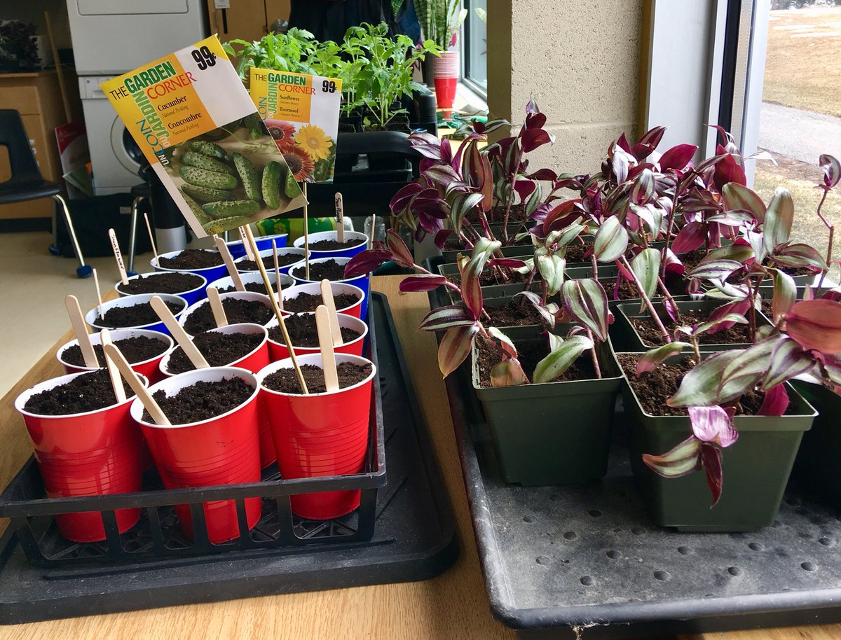 jules_yates3's tweet image. Our Life Skills class looks like a greenhouse - beautiful! It was fun planting today! Excellent teamwork! @infobml #thelakerway #BMLSSlearns