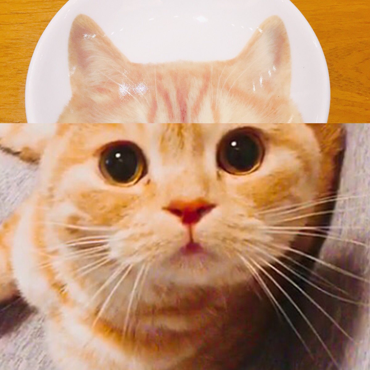 ビビ على تويتر え トンガリ村なくなるの びっくりして立ち耳になっちゃった 草野マサムネ様の過去日記は まとめて書籍化して欲しいです 生態を知る貴重な資料ですので トンガリ スピッツ