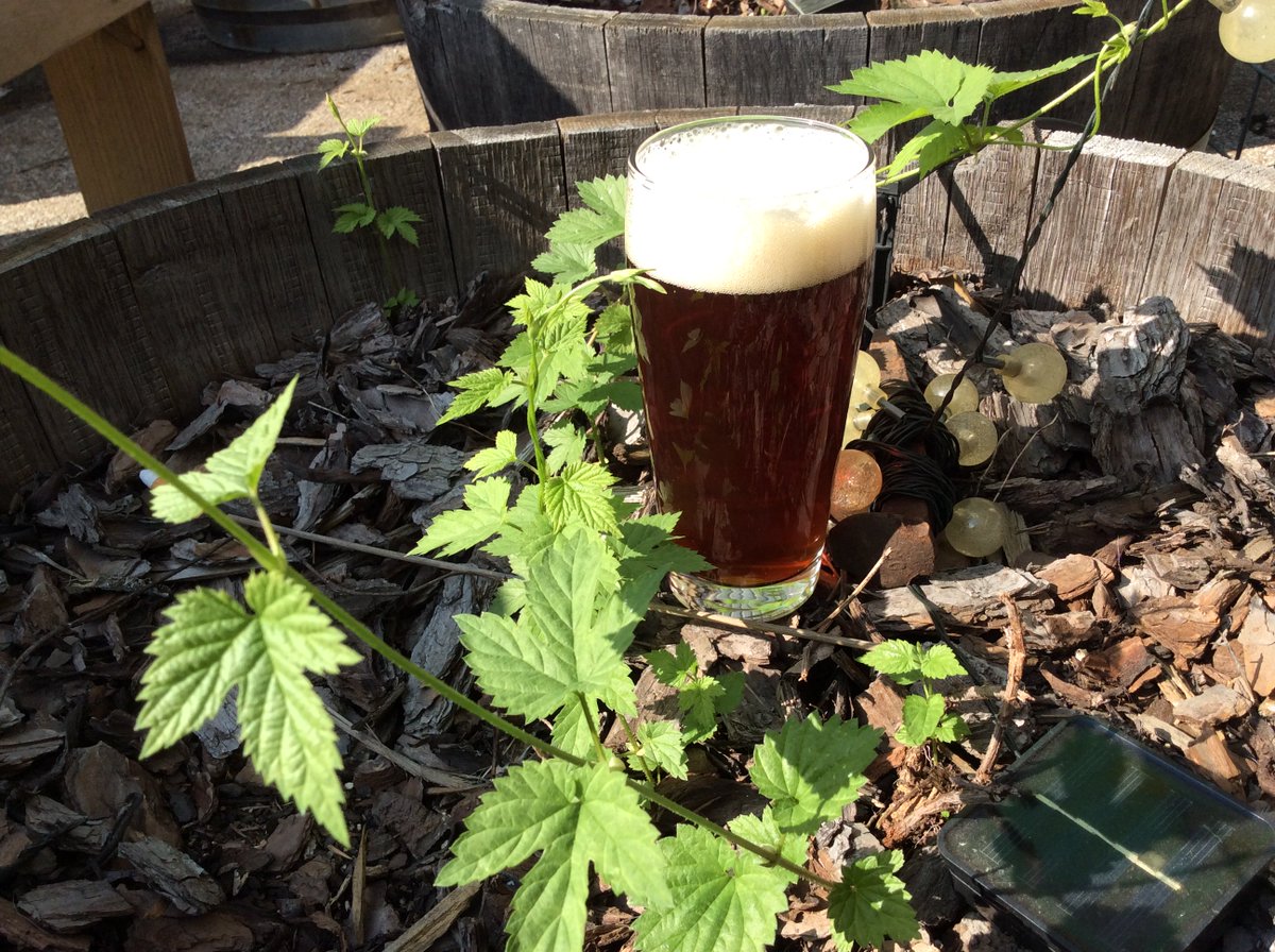 wiseacrebrew's tweet photo. Skip your trip to the mall & swing by to try our newly released Gadzooks Amber Ale. The biscuit & honey malt, low bitterness and floral & spicy hops will bring you back to the 90's. You can always pick up your plumeria-scented lotion later. #bloodbathandbeyond #mallrat #basicpic https://t.co/Gv9M8c2CSu