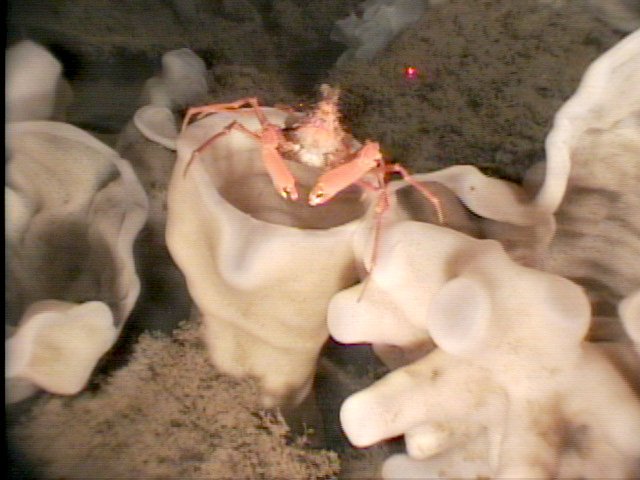 DFO_Pacific's tweet photo. We all have to do our part to conserve+protect our #GlassSponge Reefs. Be aware of #fishing closures in the area. https://t.co/PPK4HL7P7c https://t.co/v6hc6DF9Fp
