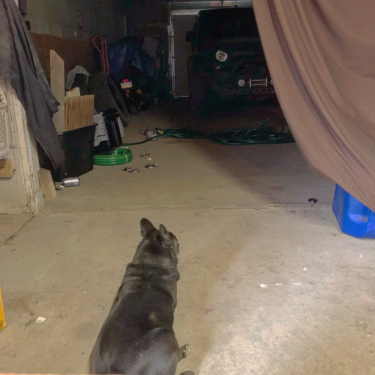 NicholasBajis's tweet photo. When your dog wants to go #wheelin #jeeplife #jeepwave  #singlejeeper #jeeps #jeep #jeephype #jeepwrangler #itsajeepthing #ilovemyjeep #PhantomFuryJK #napoleonthejeepdog #napoleonthedog https://t.co/AxFtCwSS9Q