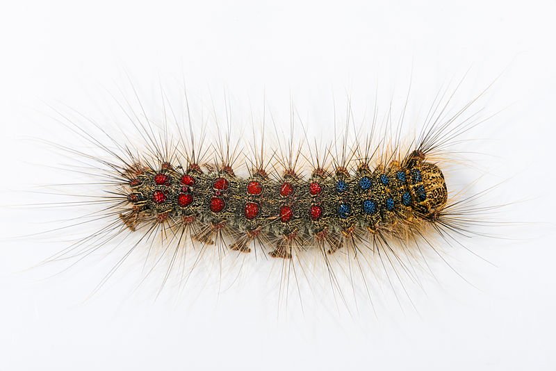 gtainvasion's tweet photo. This #GypsyMoth may look harmless but causes BIG problems in North America. At the #caterpillar stage they defoliate trees, which can eventually kill the trees. It has been found on around 500 different tree species — think of the effects on forests! #GTAInvasion #InvasiveSpecies https://t.co/pt5H3Bna9G