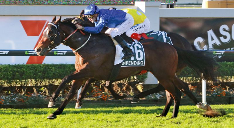 Darley Northwood announces new stallion IMPENDING...
tbv.com.au/darley-northwo…