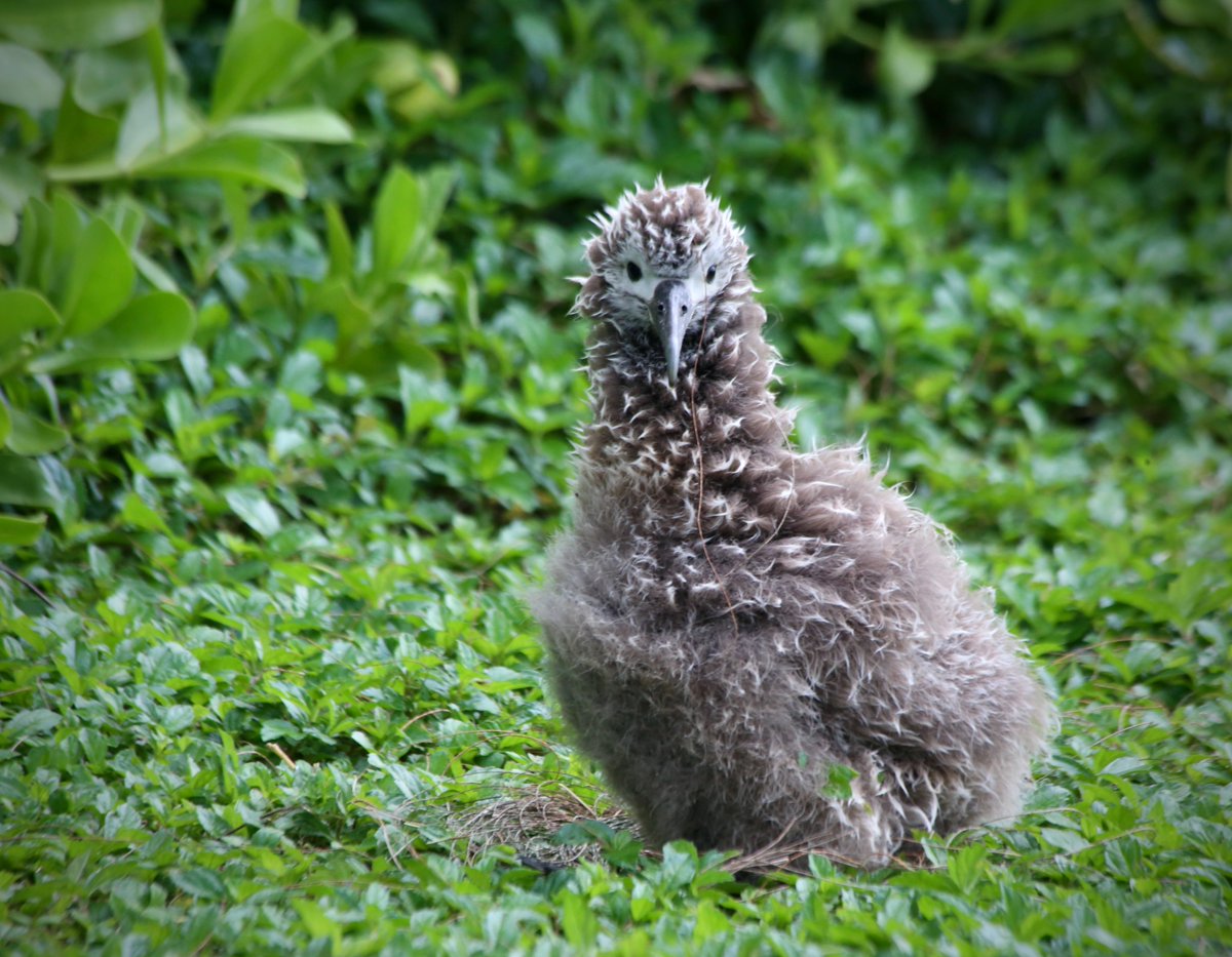Mahalo to so many of you making donations for Kiamanu's feedings. We will need to raise at least $3K and are so grateful for your help. No amount is too big or too small.