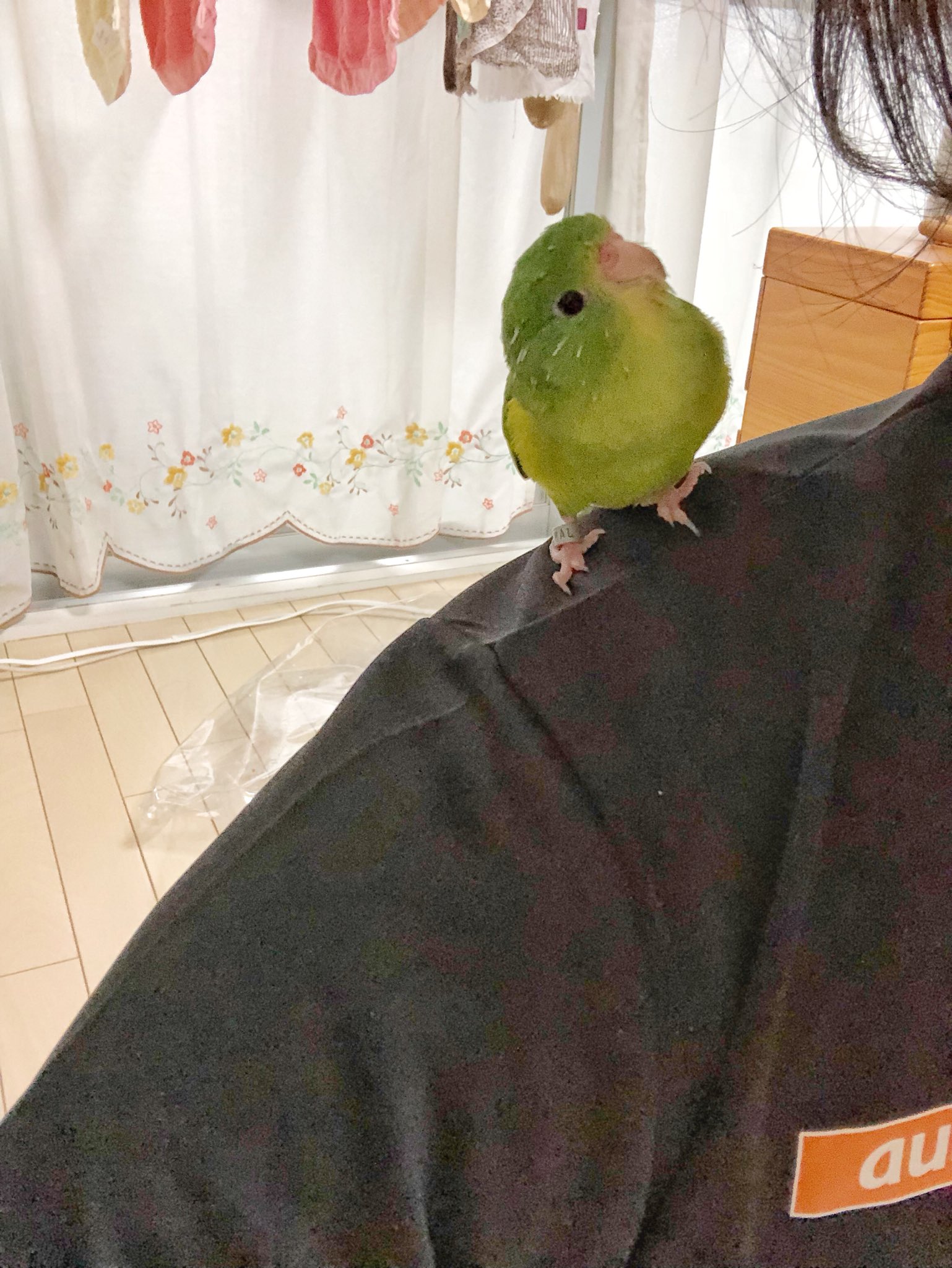 ノリヒト 今朝も鳥のお世話 とても静かな鳥で かわいいです よしよし アサギリインコ コザクラ 鳥セツ 前髪ぱっつん同盟 ペット 朝 T Co Ffudfugj5q Twitter