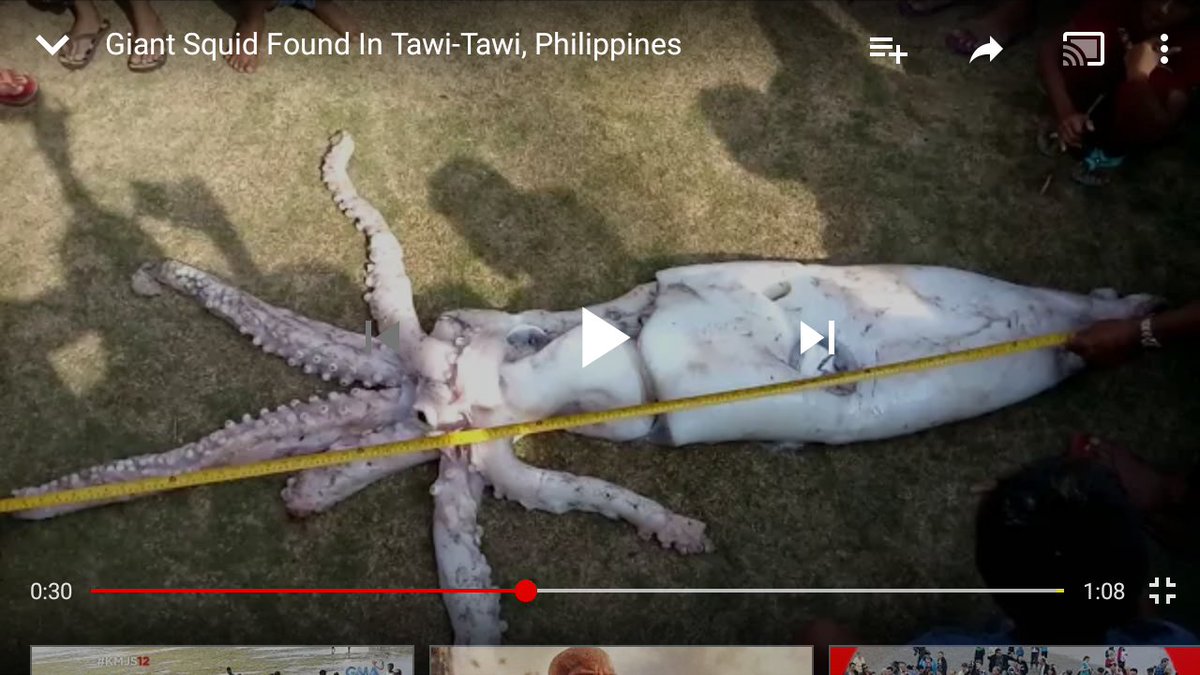 Nat_Cryptid_Soc's tweet image. April 6, 2018. The Philippines. The latest giant squid to be found. Unfortunately, it is a carcass caught in a fisherman's net. 

youtu.be/UkKxlUaPCDA