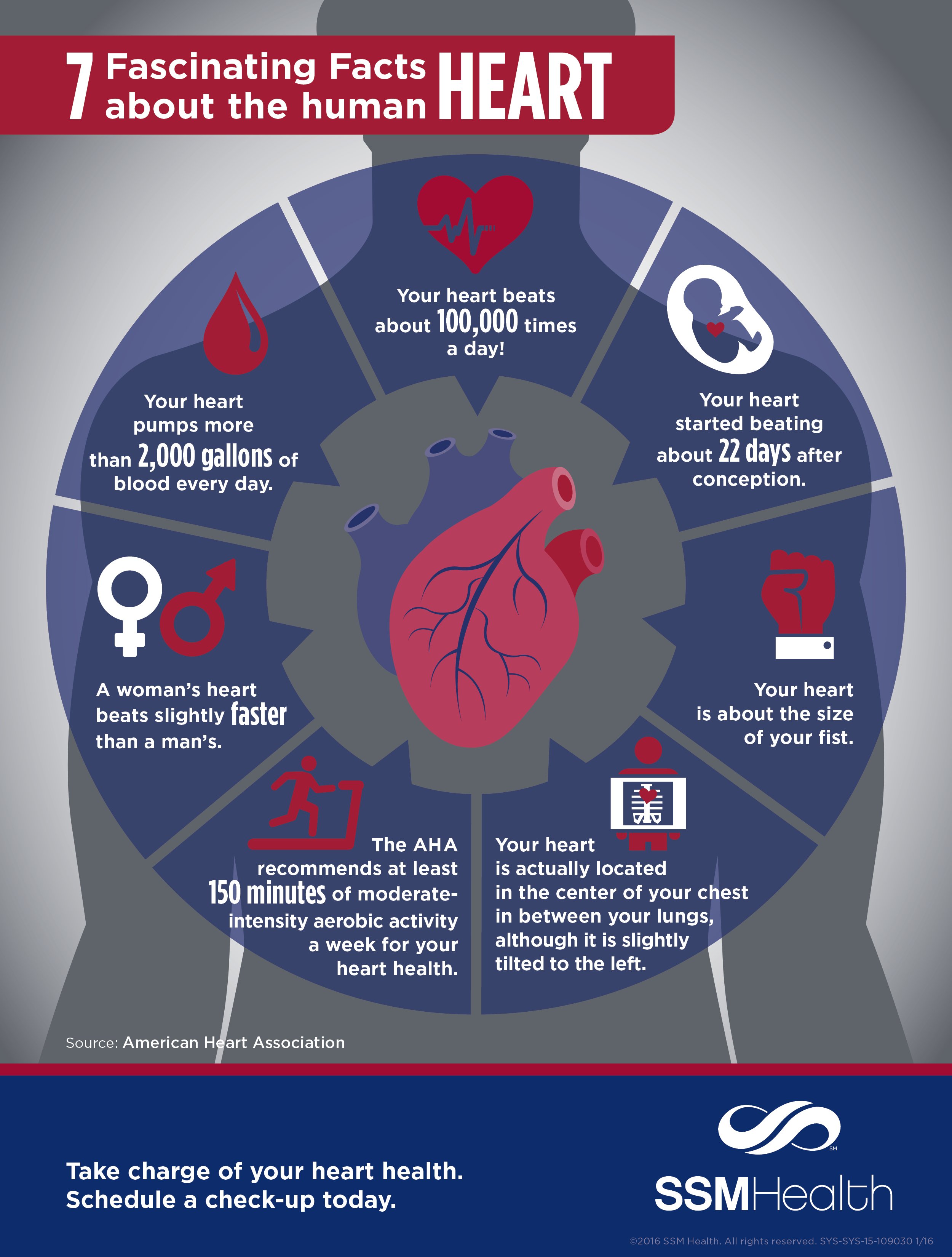 The Cardiology Enthusiast No Twitter: &quot;Some Of The More Basic But Interesting  Facts About Our Hearts! #Heart #Facts #Cardiology Https://T.co/A6Brgkbeiz&quot;  / Twitter
