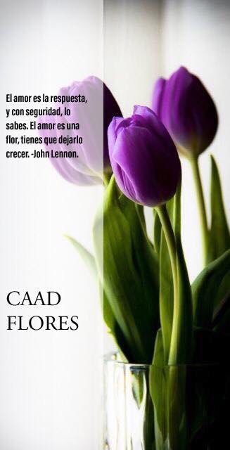 CaadFlores's tweet photo. Bonita tarde tengan todos!
#CaadFlores #floreria #flores #floristeria #tulipanes https://t.co/VGGcigd6Hp