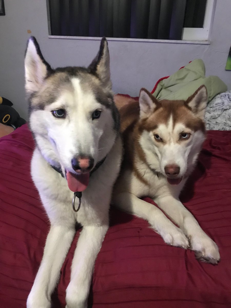 AshQuixote's tweet photo. I suppose all my pets decided to model
#Huskies https://t.co/TJ4tSJ1E6E