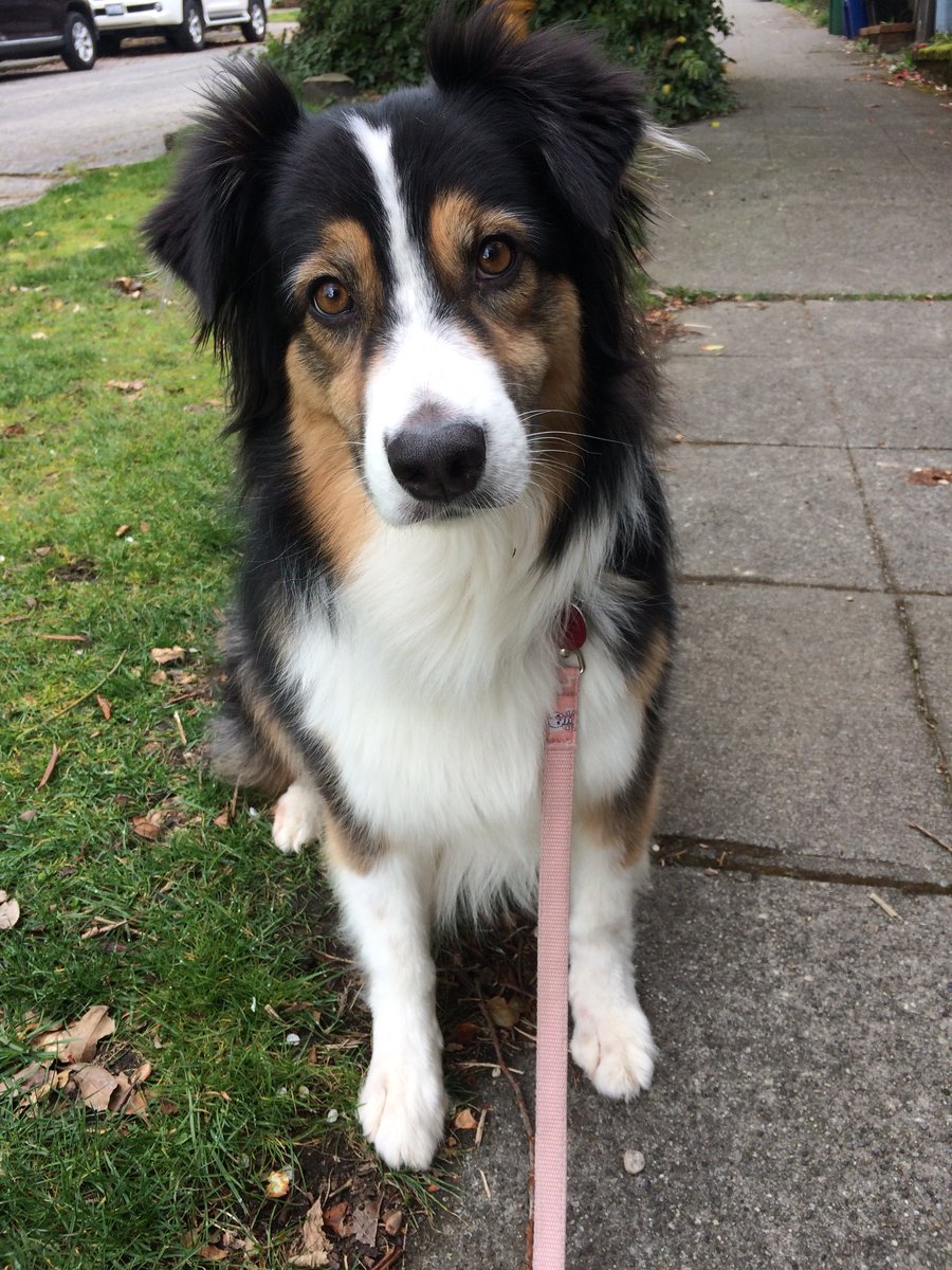 SniffSeattle's tweet image. Houston, Ollie, Spy Ball and Bourbon. #dogsofseattle 😀❤️ ~ Kendall from Team Sniff